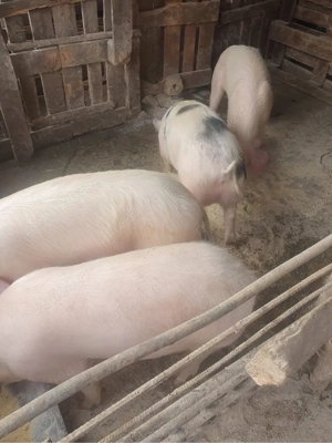 Vând porci - imagine 2