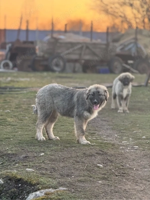 Femela Ciobanesc Romanesc Carpatin cu pedigree - imagine 2