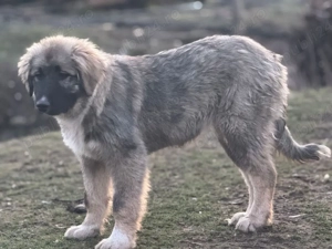 Femela Ciobanesc Romanesc Carpatin cu pedigree - imagine 5