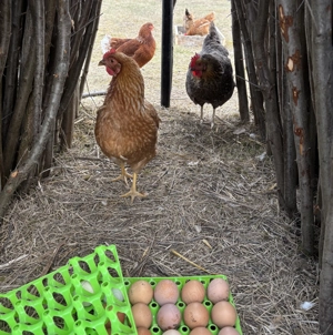 Ouă Proaspete | Găini crescute liber si natural