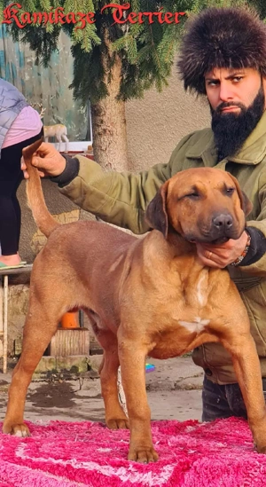 kamikaze terrier caini de vanatoare big game si sobolani - imagine 4