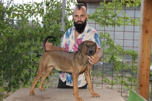 kamikaze terrier caini de vanatoare big game si sobolani - imagine 2