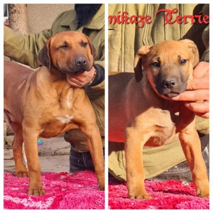 kamikaze terrier caini de vanatoare big game si sobolani