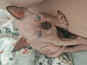 Pui sphinx isi cauta familie  - imagine 4