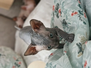 Pui sphinx isi cauta familie  - imagine 3