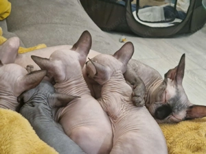 Pui sphinx isi cauta familie  - imagine 2