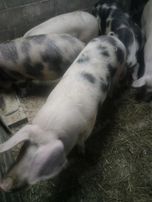 Vând porci  - imagine 2