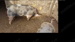 Patru  fete  harnice își caută stăpân nou!    - imagine 2