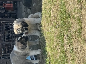 Catei Ciobanesc Carpatin din parinti cu pedigree - imagine 3