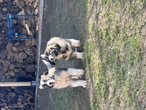 Catei Ciobanesc Carpatin din parinti cu pedigree - imagine 4