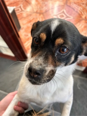   ajuta-ma sa ajung acasa'!   - imagine 3