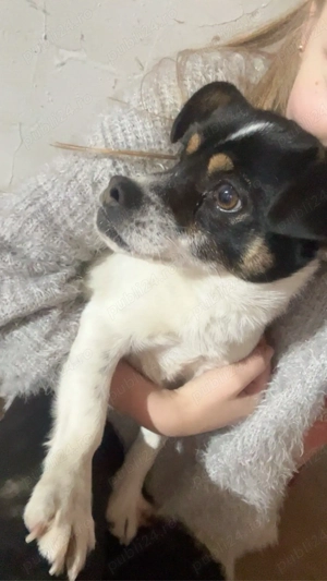   ajuta-ma sa ajung acasa'!  