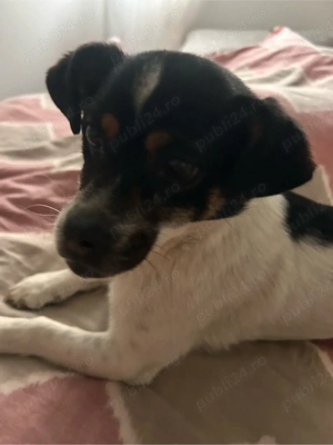   ajuta-ma sa ajung acasa'!   - imagine 2