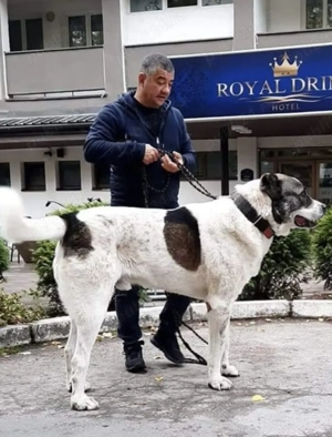 De vanzare  sau schimb cu oi  - imagine 4