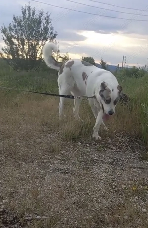 De vanzare  sau schimb cu oi  - imagine 3