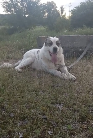 De vanzare  sau schimb cu oi  - imagine 2