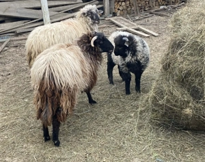 Vand oi  tinere  - imagine 2