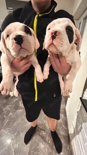 Dogo Argentino pui - imagine 2