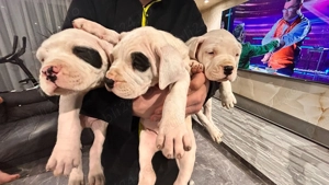 Dogo Argentino pui - imagine 4