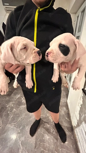 Dogo Argentino pui - imagine 3