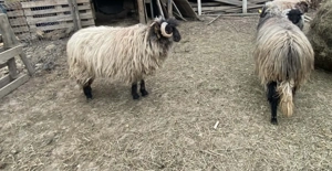 Vand oi  tinere  - imagine 3