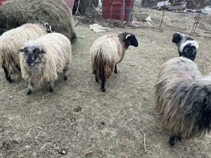 Vand oi  tinere  - imagine 4