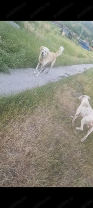 Mascul asia centrala 