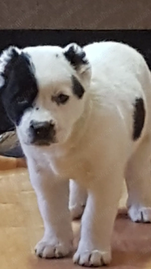 Catei Ciobanesc de Asia Centrala,Alabai,pui,catel ciobanesc