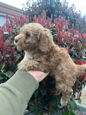 Pudel fetita disponibil toy - imagine 2