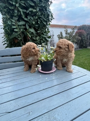 Pudeli Red fetitesi baieti !!! - imagine 2