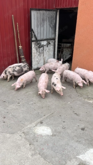 Vând purceii de 8 săptămâni  - imagine 2