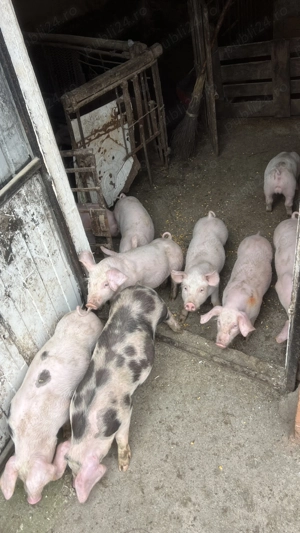 Vând purceii de 8 săptămâni  - imagine 3