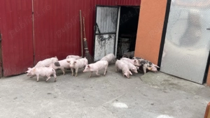 Vând purceii de 8 săptămâni  - imagine 4