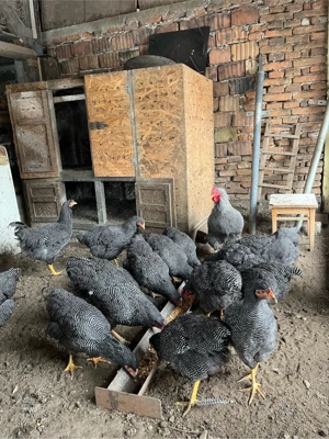 Ouă de găini plymouth  - imagine 2