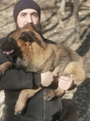 Ciobănesc belgian malinoise 