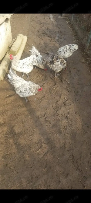 Ouă pentru incubat de Austrolop  - imagine 4