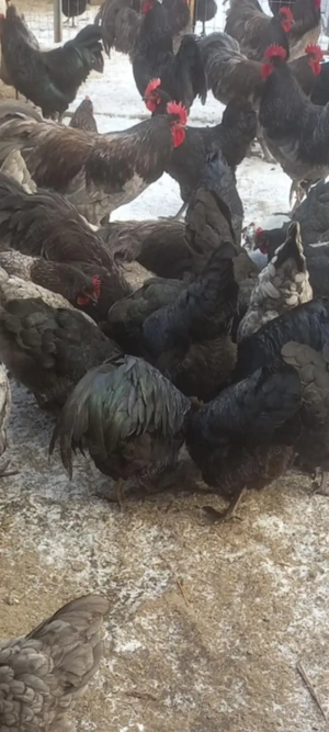 Ouă pentru incubat de Austrolop  - imagine 3