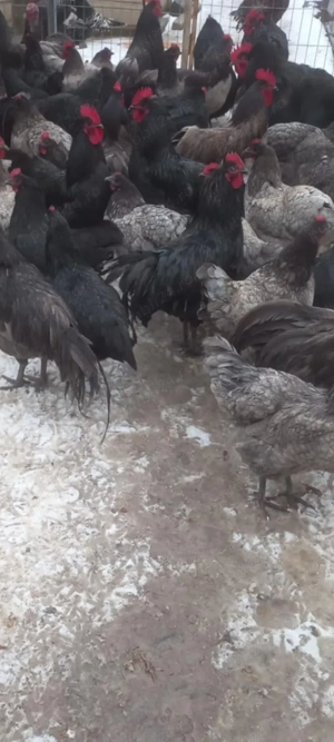 Ouă pentru incubat de Austrolop  - imagine 2