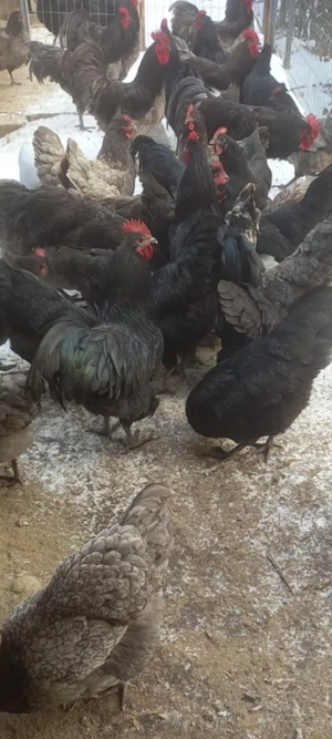 Ouă pentru incubat de Austrolop  - imagine 5