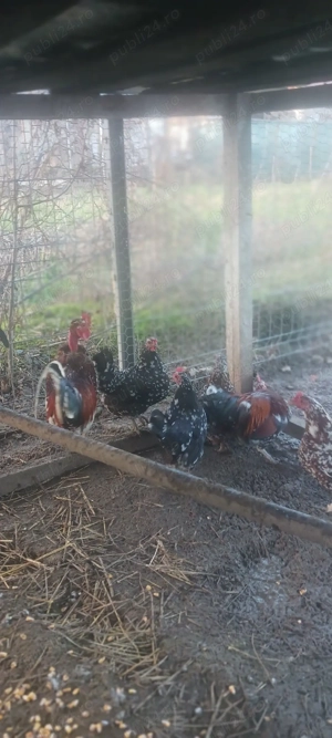 Găini americane  - imagine 5