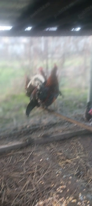 Găini americane  - imagine 3