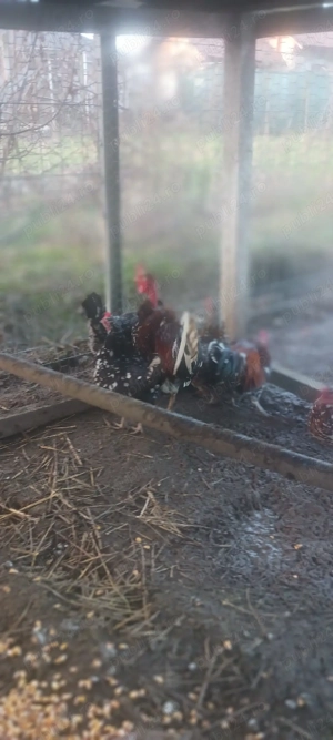 Găini americane  - imagine 4