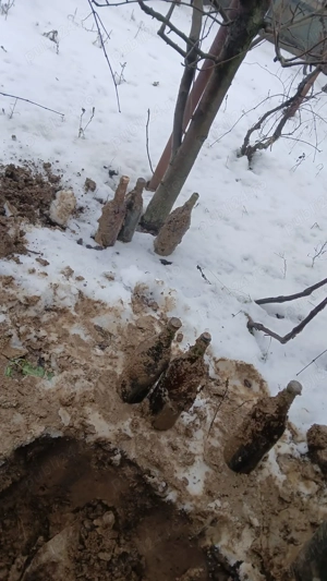 Găini americane  - imagine 2