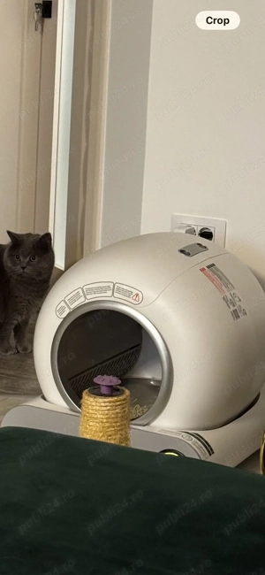 British Shorthair Blue - imagine 4