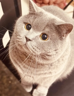 British Shorthair Blue - imagine 3
