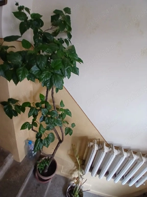 planta cu flori vișiniu clopoței+ planta cu frunze lungi