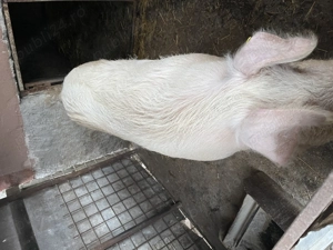 Vand porc crescut natural 