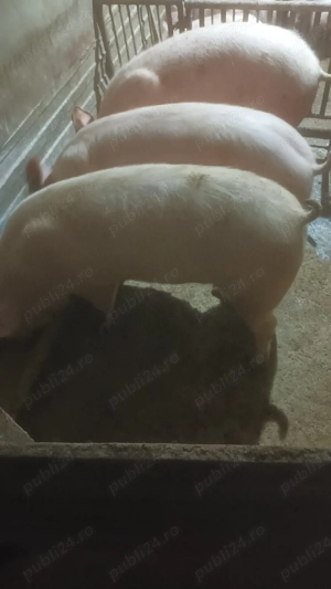 Porci de carne - imagine 2