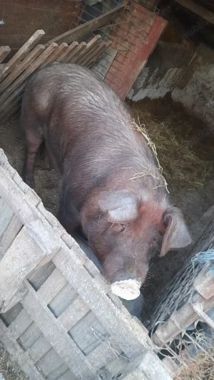 De vanzare jumate sau un sfert cine doreste  - imagine 2