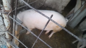 de vanzare cine doreste de taiat sau de tinut  - imagine 2